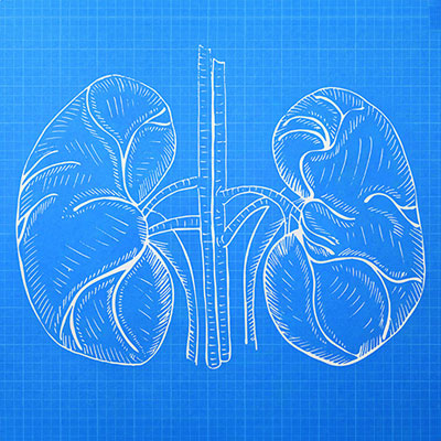 An illustration of kidneys in the style of building blueprints.