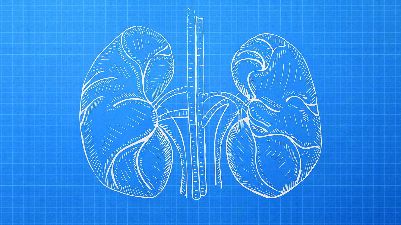 An illustration of kidneys in the style of building blueprints.